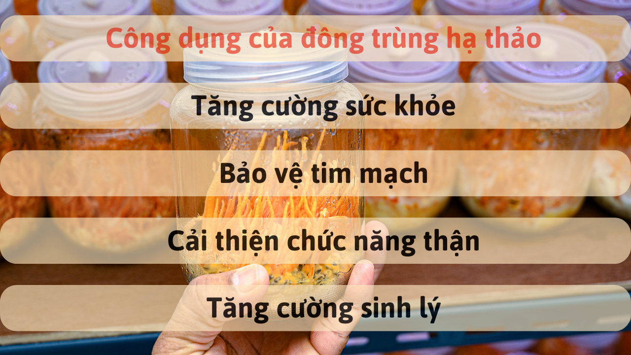 Đông trùng hạ thảo thiên phúc