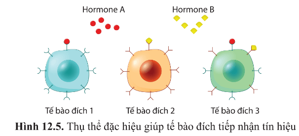 BÀI 12 - THÔNG TIN TẾ BÀO