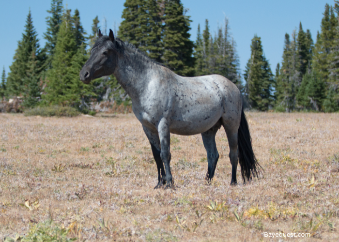 Roan Colored Horse Breeds