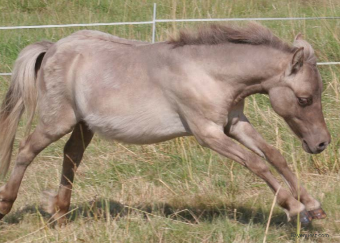 Grulla Horse Color Shades