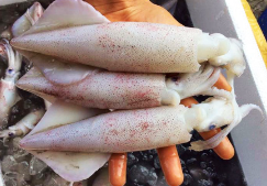 Cá mực.olm