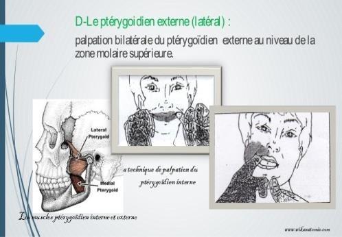 palpation du P latéral.jpg