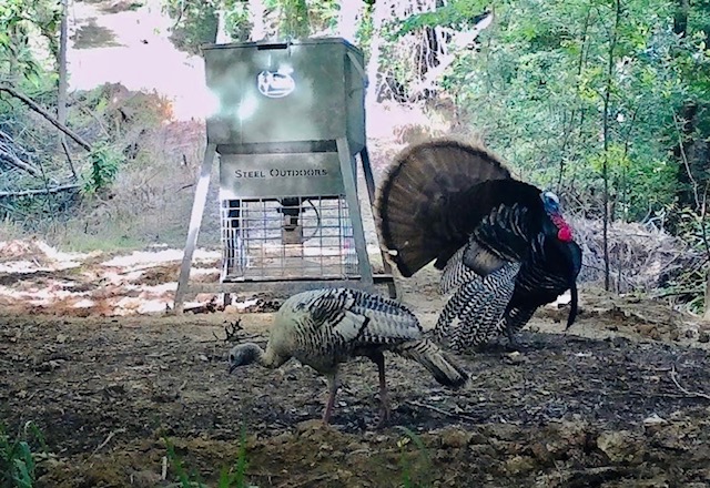 Gobbler strutting with hen