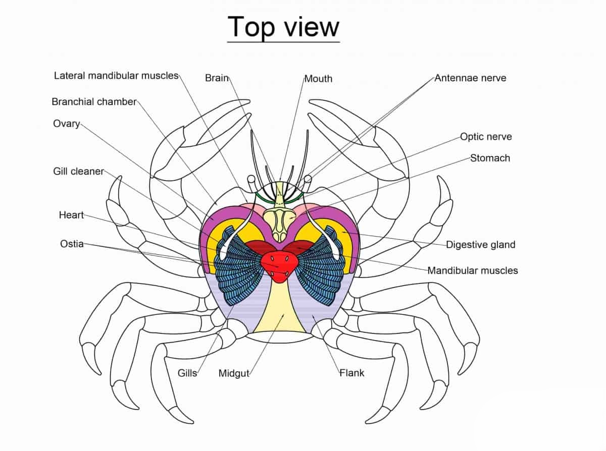 Does a Crab Have a Brain