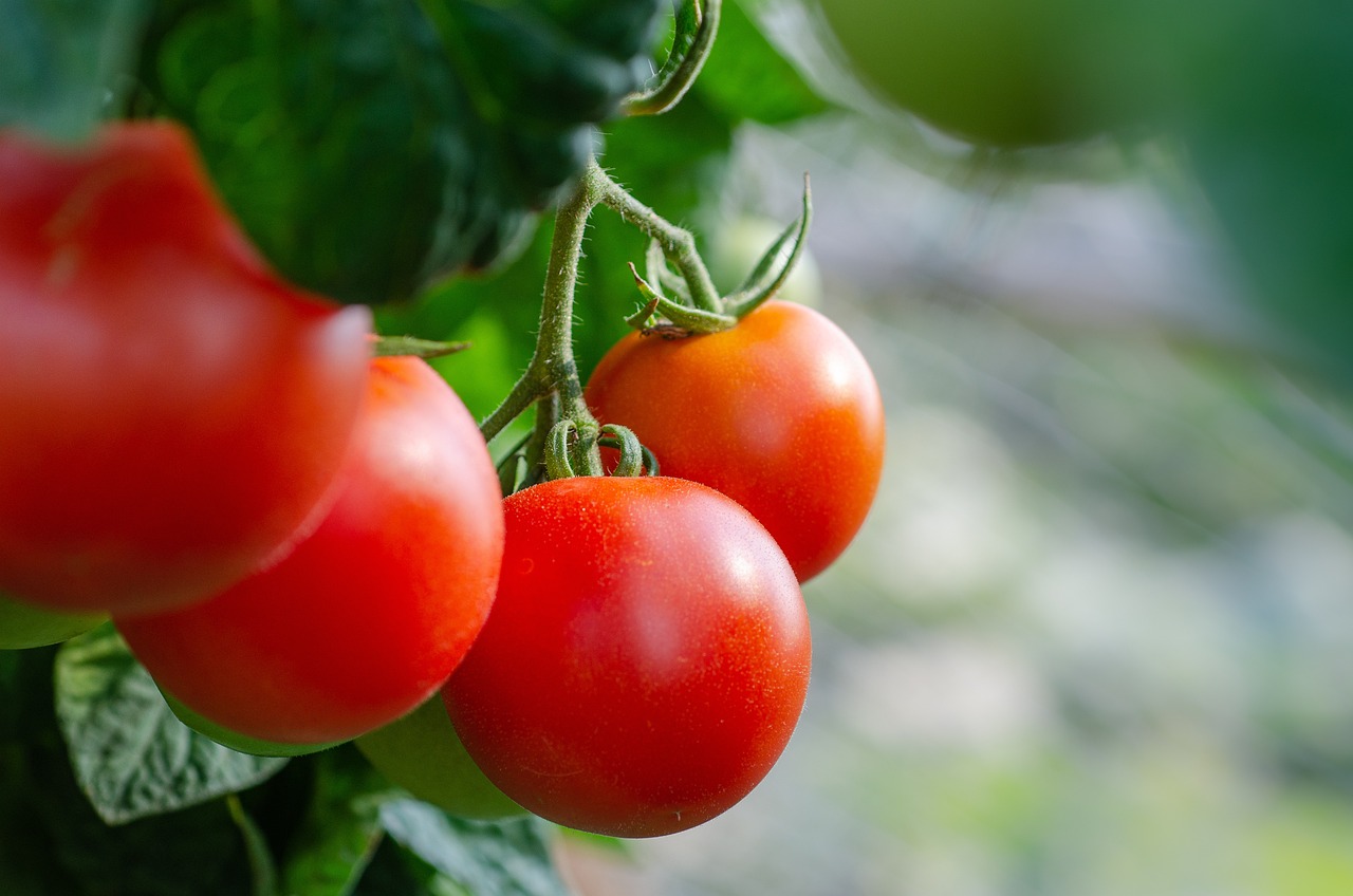 Tomato  Vegetable Seeds for Arizona
