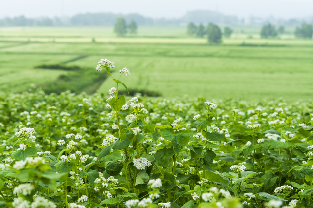 幌加内｜そばの生産量・日本一の町で食べるそば「幌加内そば　雪月花」