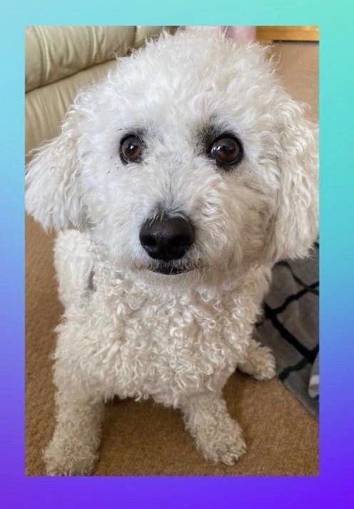 Bobby the bichon frise cross