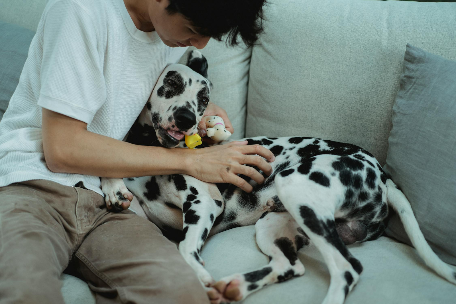 man petting his dalmatian dog on a couch