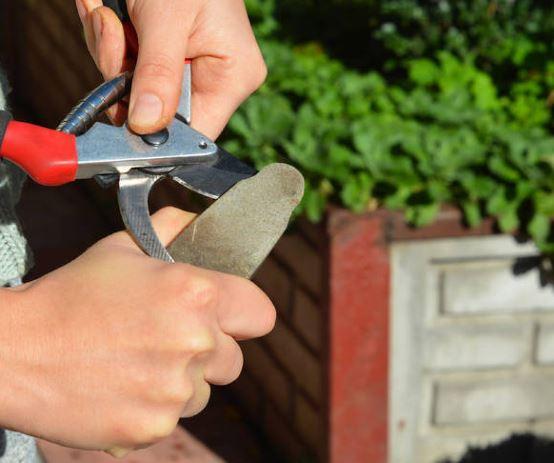 Sharpening the blades of pruning shears