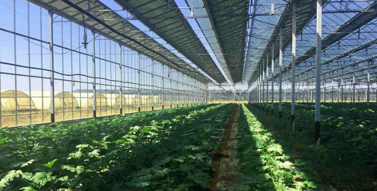 Greenhouse Solar Integration Techniques