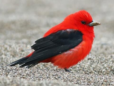 A red and black bird standing on sand

Description automatically generated