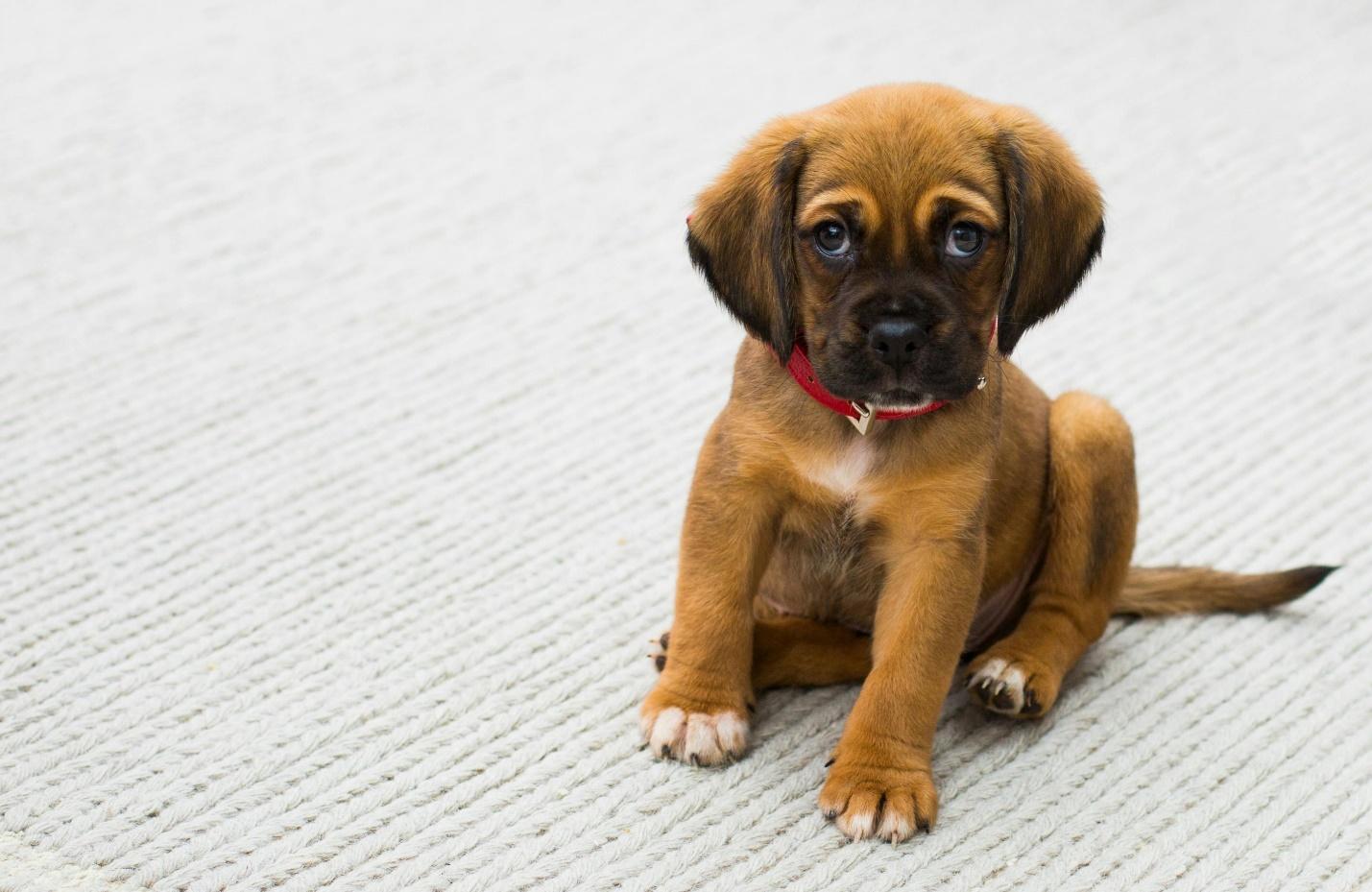 Free Cute puppy with a red collar sitting on a light carpet indoors. Stock Photo