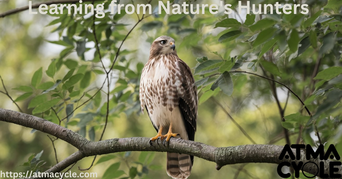 Hawk Medicine: Learning from Nature's Hunters