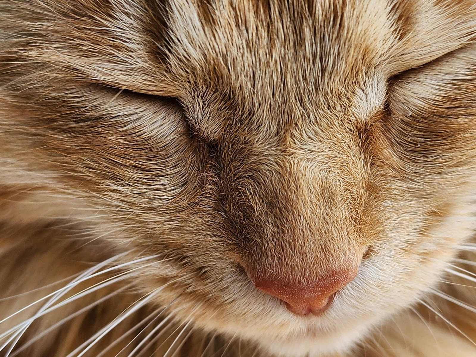 Silent Signs Your Cat Is Miserable