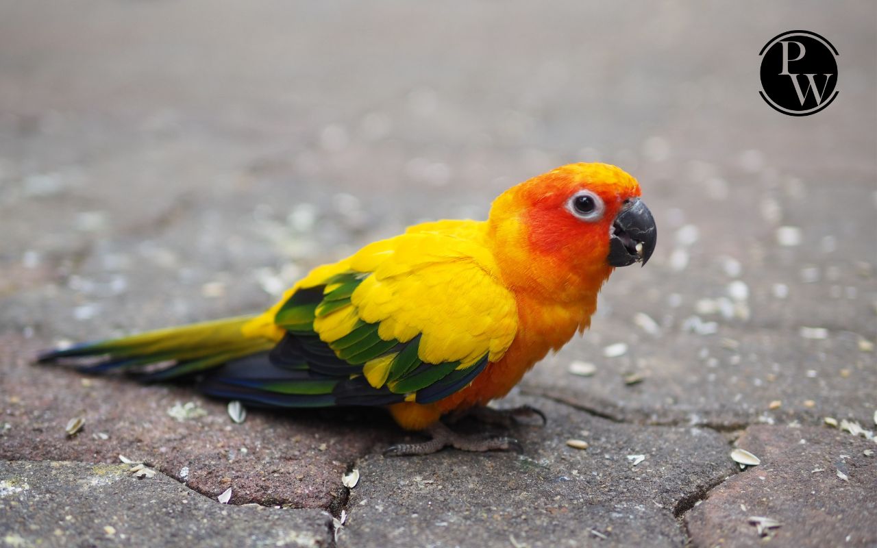 Parrot