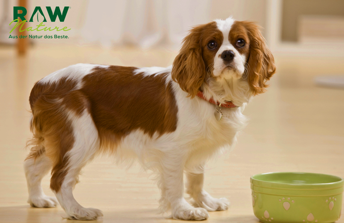 Natürliches Hundefutter Nass von Rawpetfood