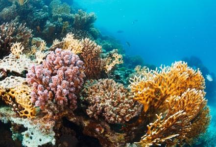 Corals Decoded, Animals or Plants? – Common Myths Debunked - Coral Reef  Alliance