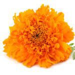 Pot Marigold