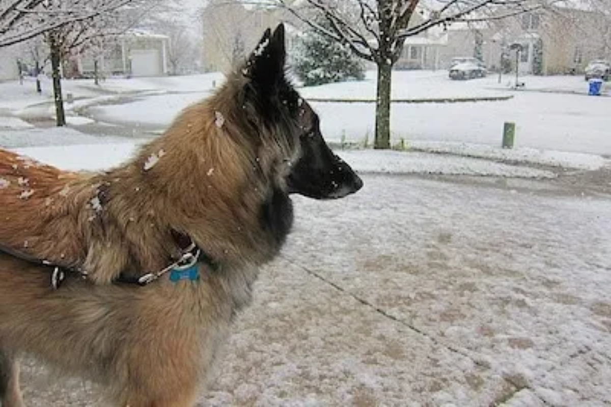 Tervuren Shepherd dog similar to German Shepherd standing in snow 