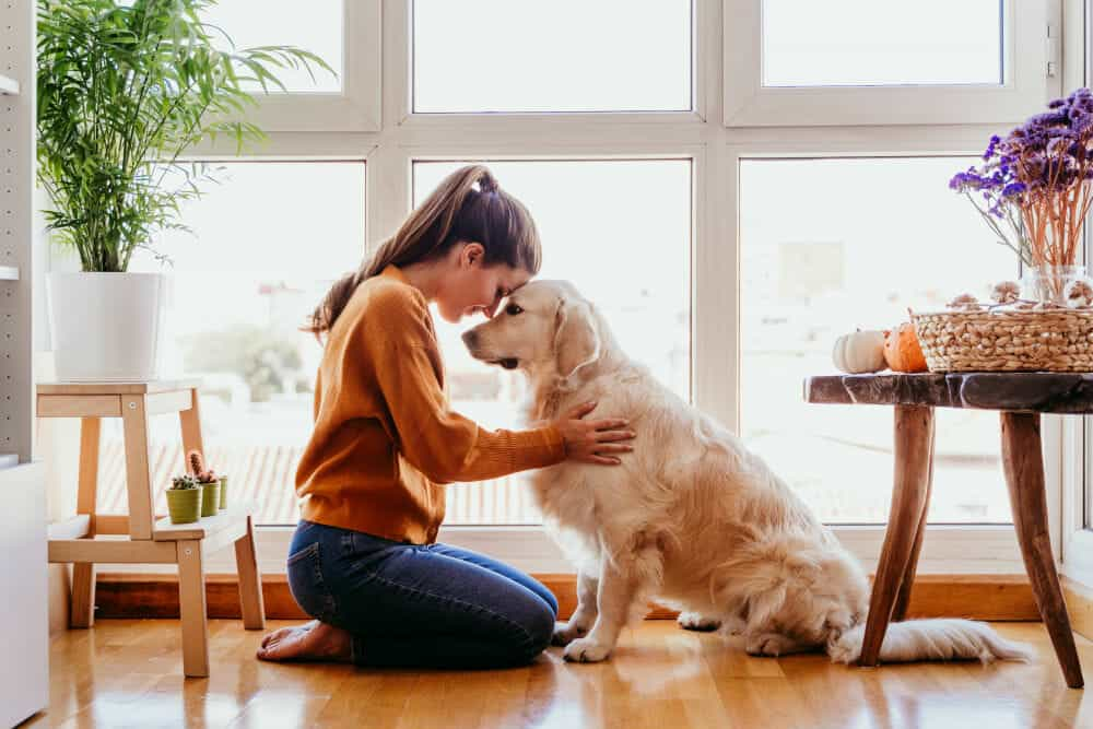 Best Guard Dogs for Apartment: How to Choose the Right Breed