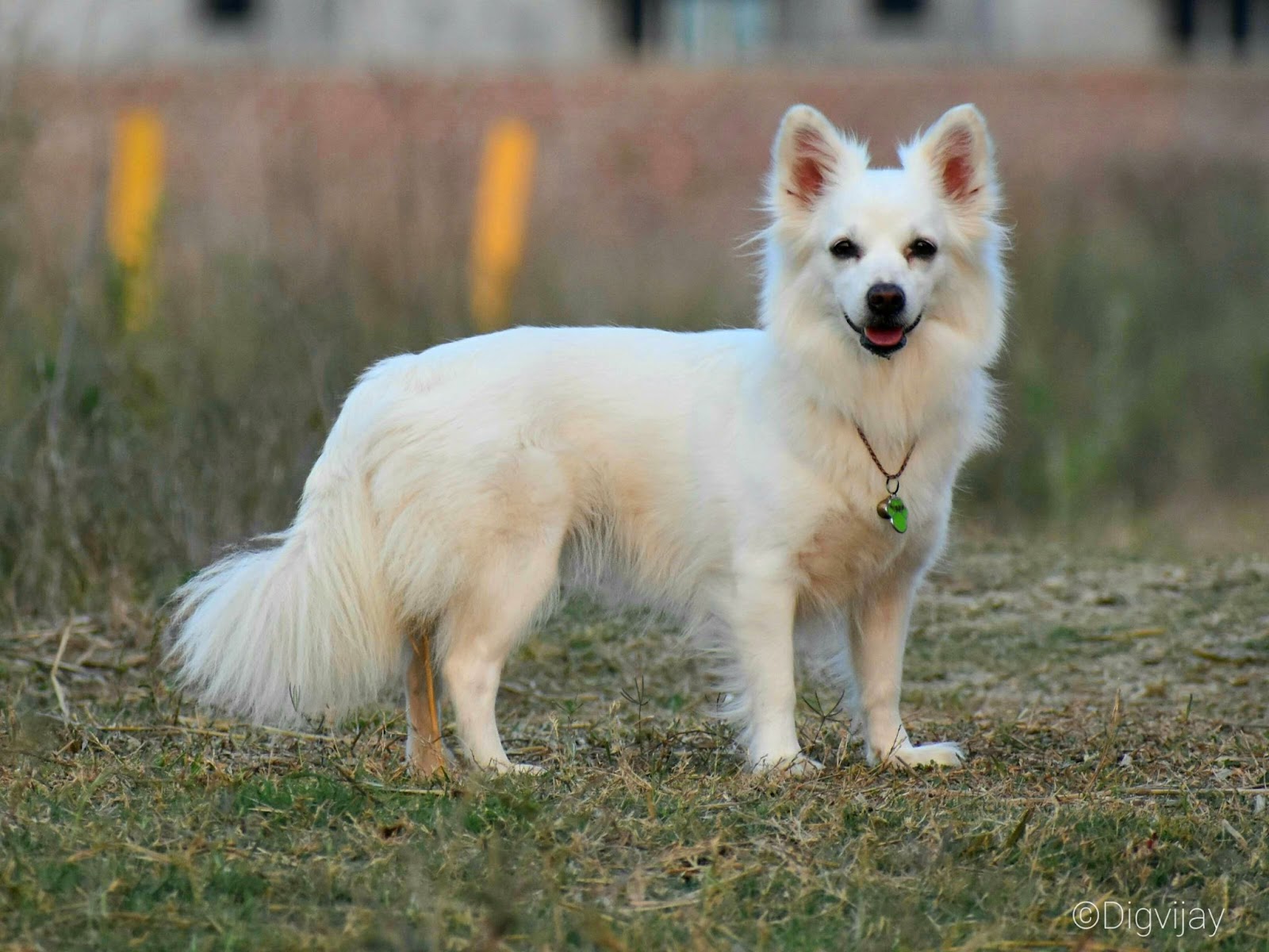 Top Dog Breeds in India That Are Resilient and Loving