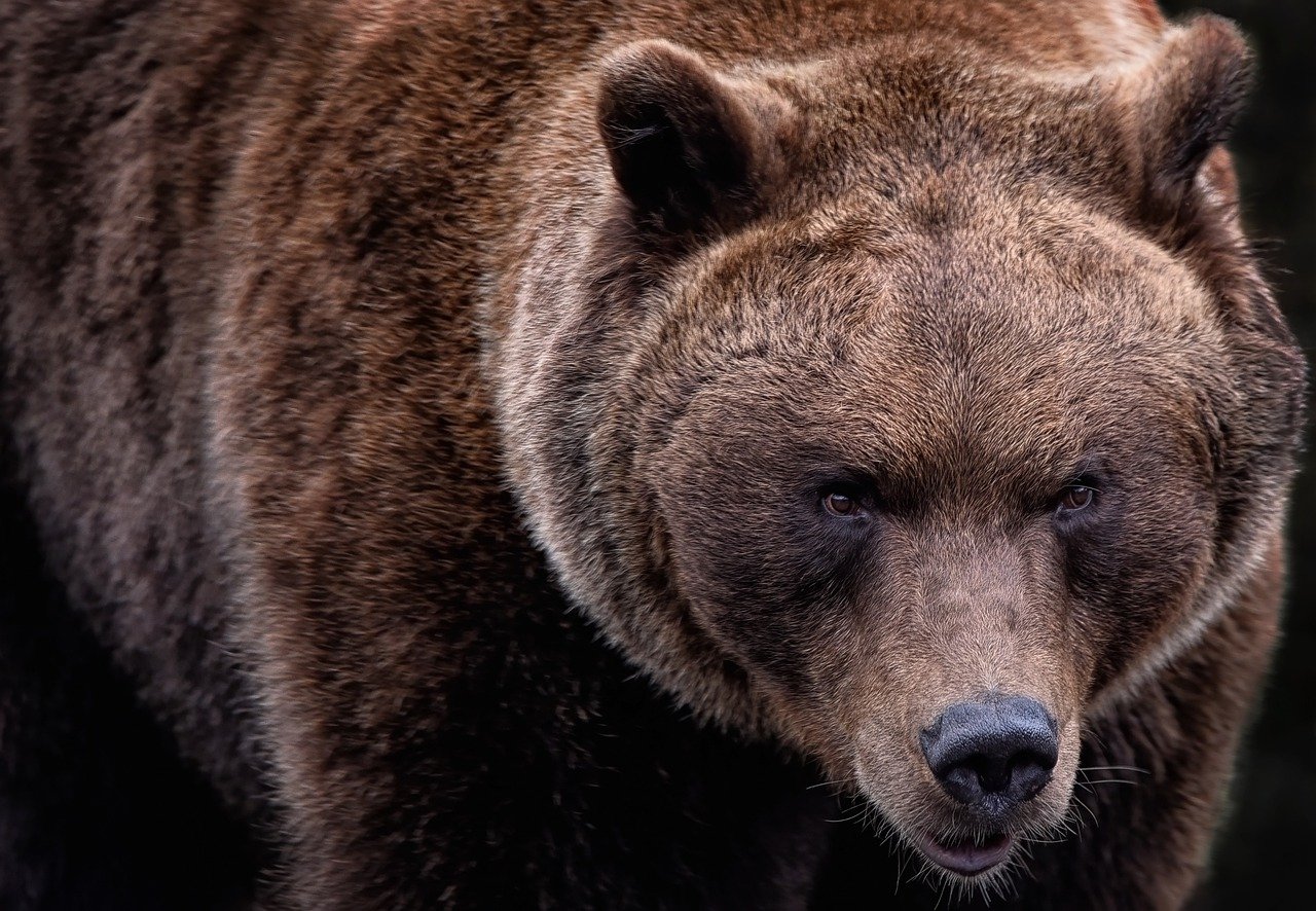 A grizzly bear. 