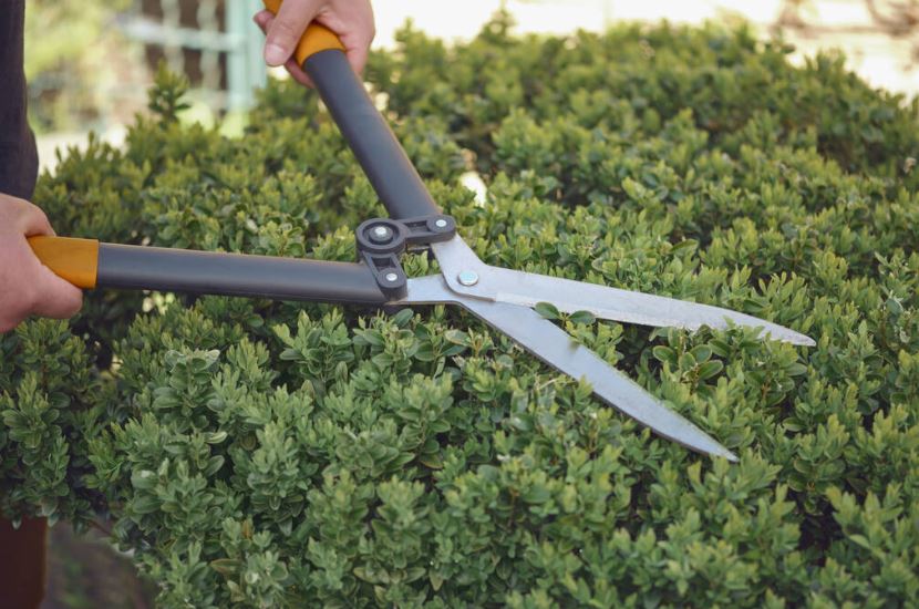 Hedge shears uses in Gardening: Bare hands of gardener are trimming the overgrown green shrub using hedge shears on his backyard. Worker landscaping garden, clipping hedge in spring. Professional pruning tool. Close up