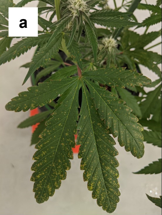  Early signs of calcium deficiency in cannabis leaf with brown spots