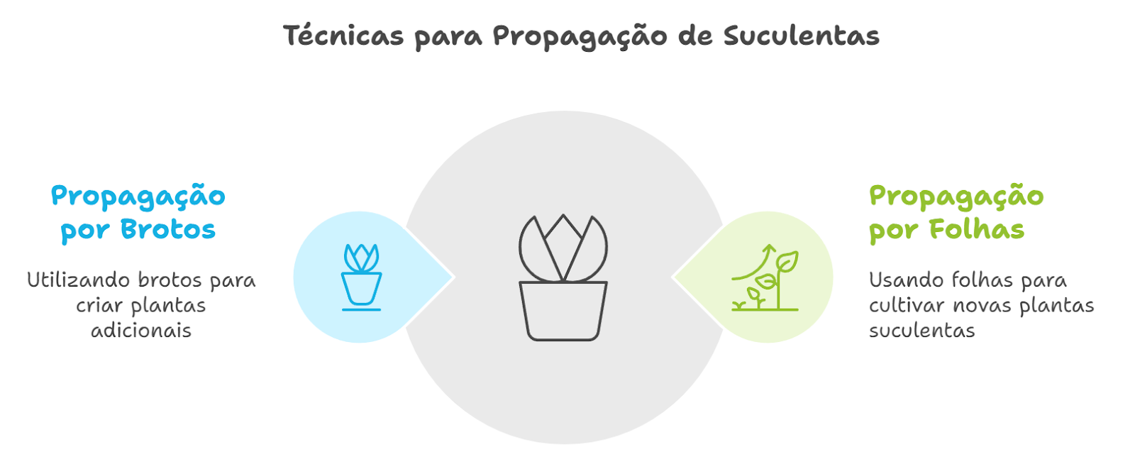 Multiplicação de Suculentas em Casa