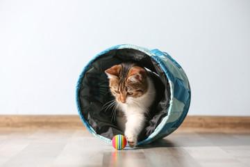 A cat playing with a toy

Description automatically generated