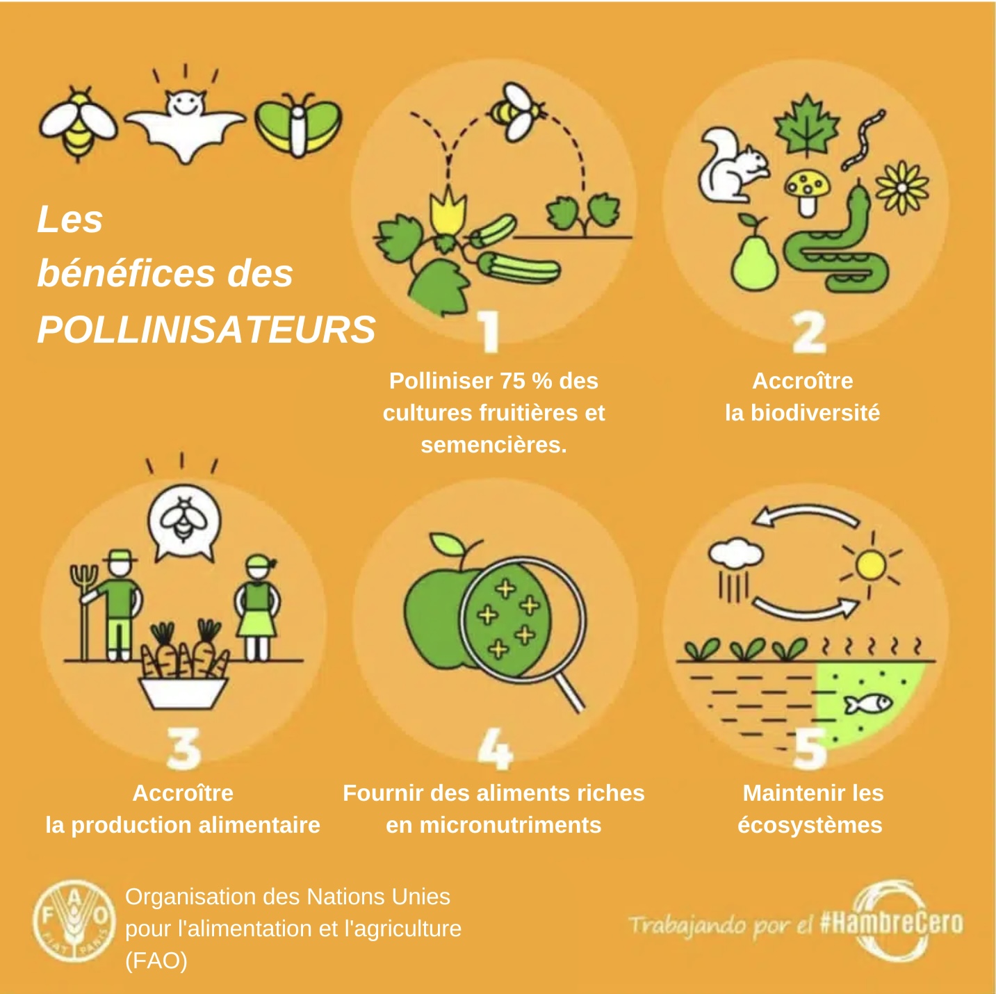 La journée mondiale des abeilles : le 20 mai - Non classifié(e)