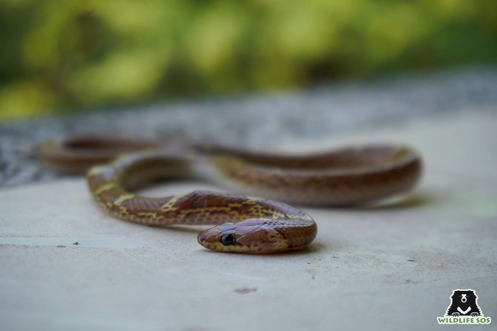 A non-venomous common wolf snake