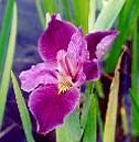 red-louisiana-iris.jpg