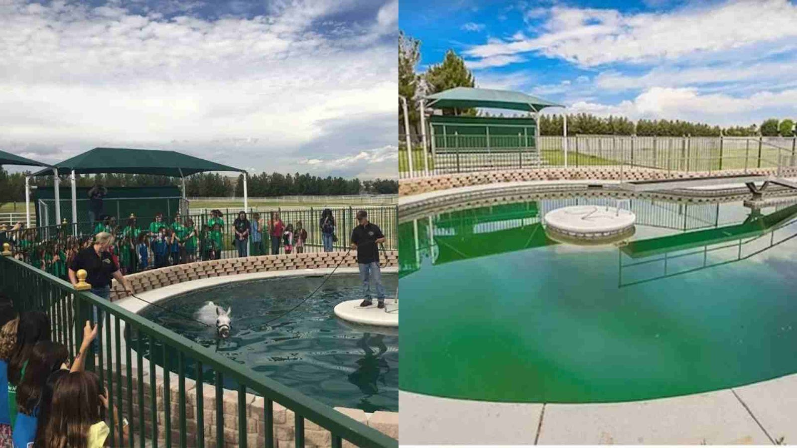 Horse Pool