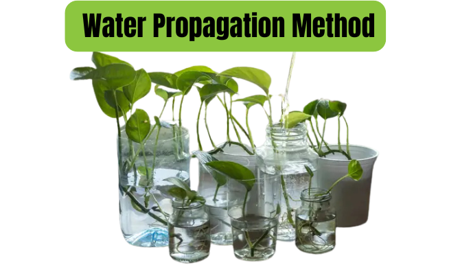  Water Propagation Method