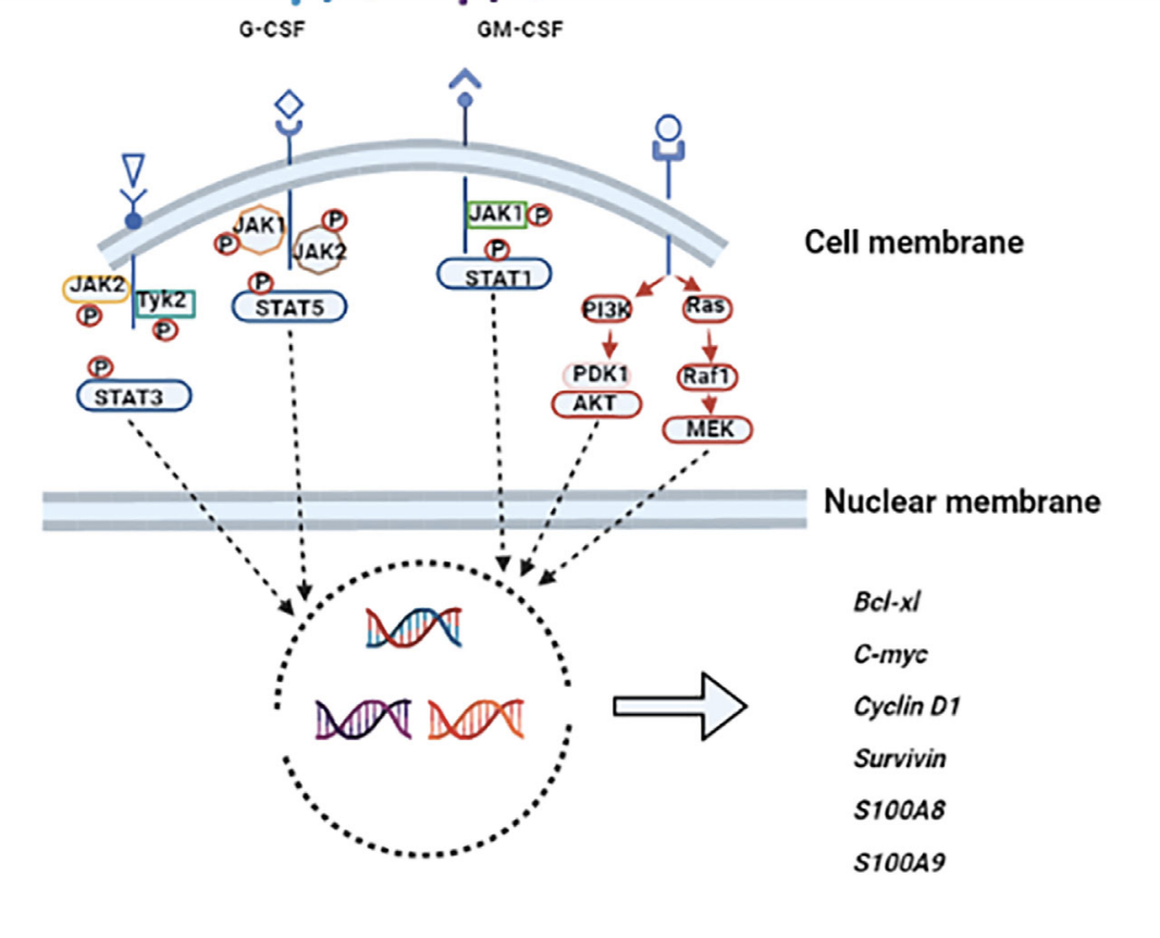 A diagram of a cell membrane

Description automatically generated