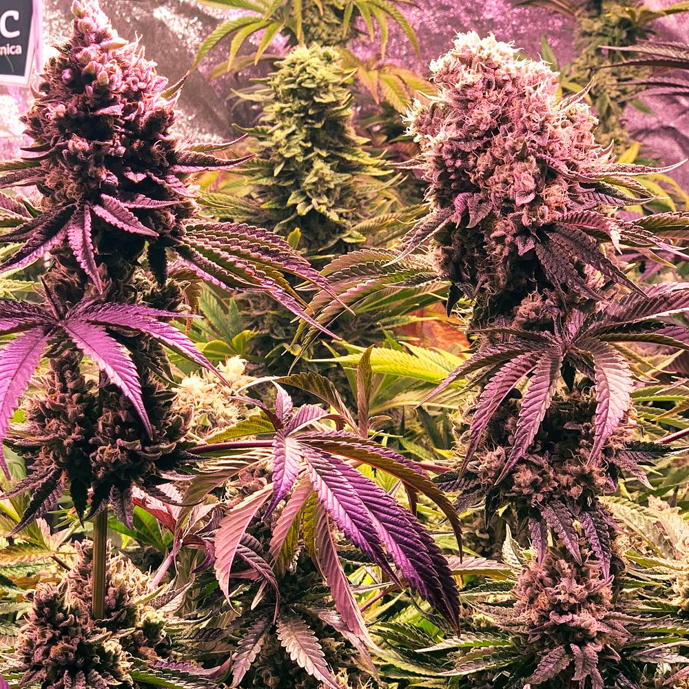 Combining Garden Jobs and Autoflower Strain Cultivation: A Guide 1