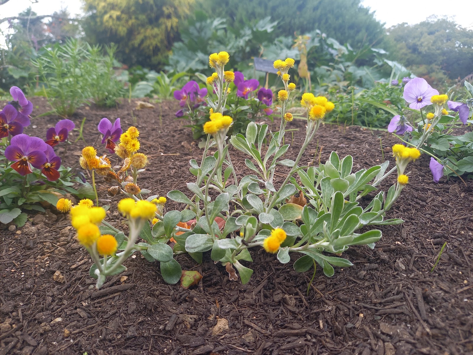 紫色のビオラの花。黄色い小さな花。