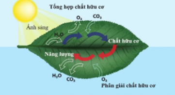 BÀI 21. HÔ HẤP TẾ BÀO MỞ ĐẦUCâu hỏi: Quan sát hình 2.1 và cho biết vì sao khi chạy cần nhiều khí oxygen và glucose, đồng thời giải phóng nhiều carbon dioxide, nước và nhiệt.Đáp án chuẩn:Khi chạy, cơ thể tiêu tốn nhiều năng lượng → chuyển hóa năng lượng mạnh hơn → Giải phóng nhiều CO2, nước và nhiệt.I. HÔ HẤP TẾ BÀOCâu 1: Kể tên các chất tham gia vào quá trình hô hấp tế bào và sản phẩm tạo ra.Đáp án chuẩn:Chất tham gia: Chất hữu cơ và O2.Sản phẩm: CO2 và nước.Câu 2: Hô hấp tế bào có vai trò như thế nào trong hoạt động sống của sinh vật?Đáp án chuẩn:Giải phóng năng lượng cung cấp cho hoạt động sống của sinh vật.Câu 3: Dựa vào hình 21.2, viết phương trình tổng quát dạng chữ thể hiện quá trình hô hấp tế bàoĐáp án chuẩn:Chất hữu cơ + O2 → CO2 + nước + nhiệtVận dụng 1Câu hỏi: Vì sao sau khi chạy, cơ thể nóng dần lên, toát mồ hôi và nhịp thở tăng lên?Đáp án chuẩn:Khi chạy, quá trình hô hấp tế bào diễn ra mạnh → CO2, nước, nhiệt được tạo ra nhiều → cơ thể nóng dần lên, toát mồ hôi và nhịp thở tăng lên.II. MỐI QUAN HỆ HAI CHIỀU GIỮA TỔNG HỢP VÀ PHÂN GIẢI CHẤT HỮU CƠ Ở TẾ BÀOCâu 4: Quan sát hình 21.3, cho biết vì sao quá trình tổng hợp và phân giải chất hữu cơ ở tế bào trái ngược nhau nhưng lại có quan hệ chặt chẽ với nhauĐáp án chuẩn:Vì quá trình tổng hợp tạo ra chất hữu cơ là nguyên liệu cho phân giải → giải phóng năng lượng → cung cấp cho các hoạt động tổng hợp chất.Câu hỏi: Dựa vào hình 21.3, lập bảng so sánh sự khác nhau giữa quá trình tổng hợp và phân giải chất hữu cơ ở sinh vật?Đáp án chuẩn:Quá trình tổng hợp chất hữu cơPhân giải chất hữu cơ- Nguyên liệu: carbon dioxide, nước, ATP (năng lượng)- Sản phẩm: Oxygen, glucose- Nguyên liệu: oxygen, glucose- Sản phẩm: Carbon dioxide, nước, ATP (năng lượng)Câu 5: Quan sát hình 21.4, mô tả mối quan hệ giữa tổng hợp và phân giải chất hữu cơ ở tế bào lá cây.Đáp án chuẩn:Hai quá trình có mối quan hệ trái ngược nhau, mâu thuẫn nhau nhưng thống nhất với nhau.Vận dụng 2