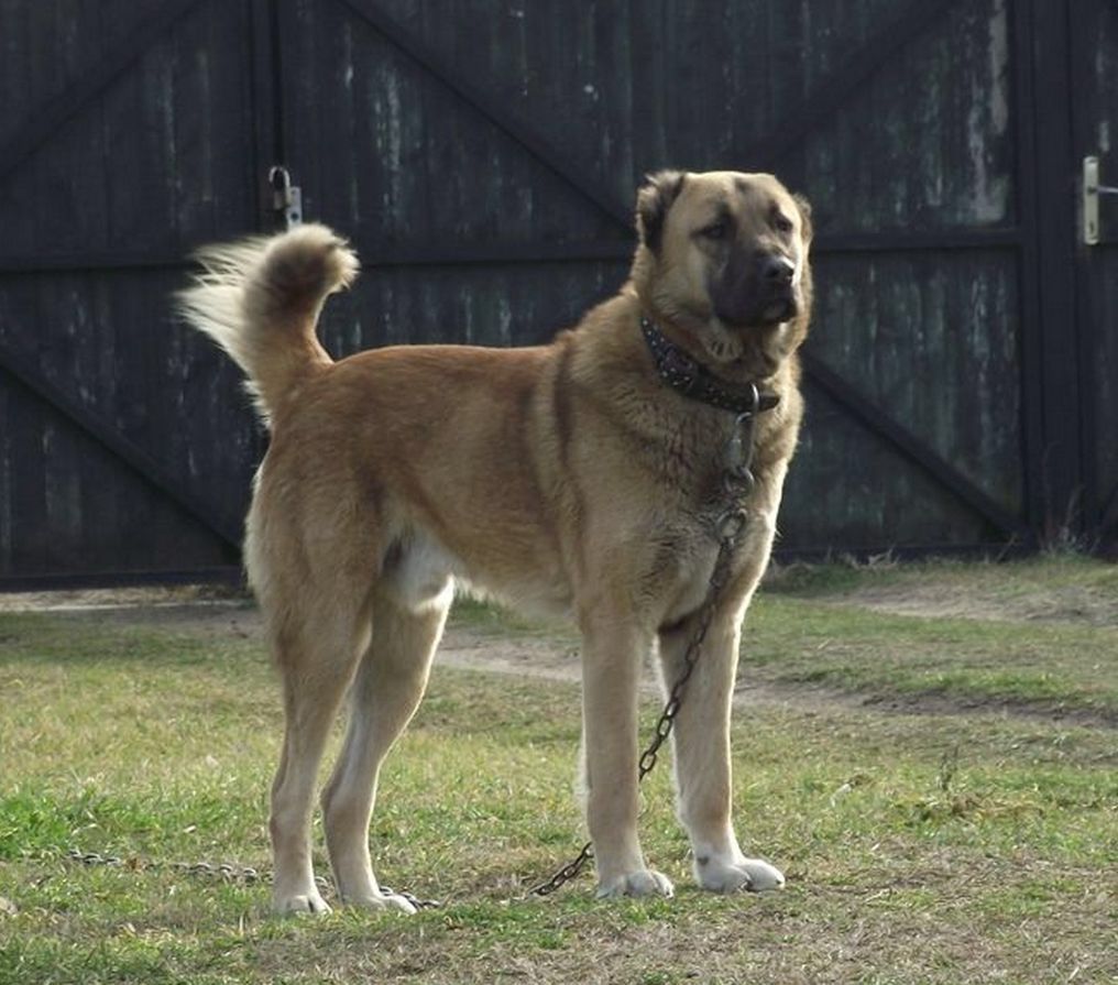 Top Dog Breeds in India That Are Resilient and Loving