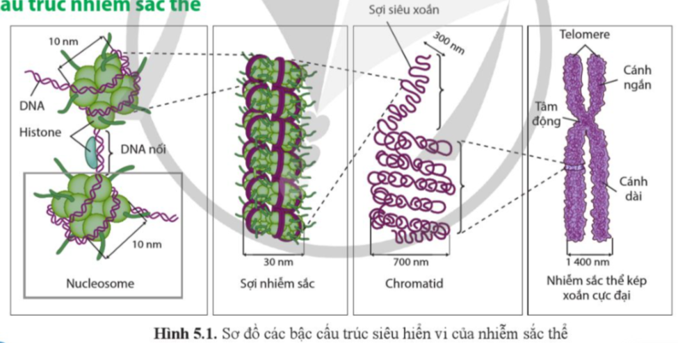 BÀI 5. NHIỄM SẮC THỂ VÀ CƠ CHẾ DI TRUYỀN NHIỄM SẮC THỂ