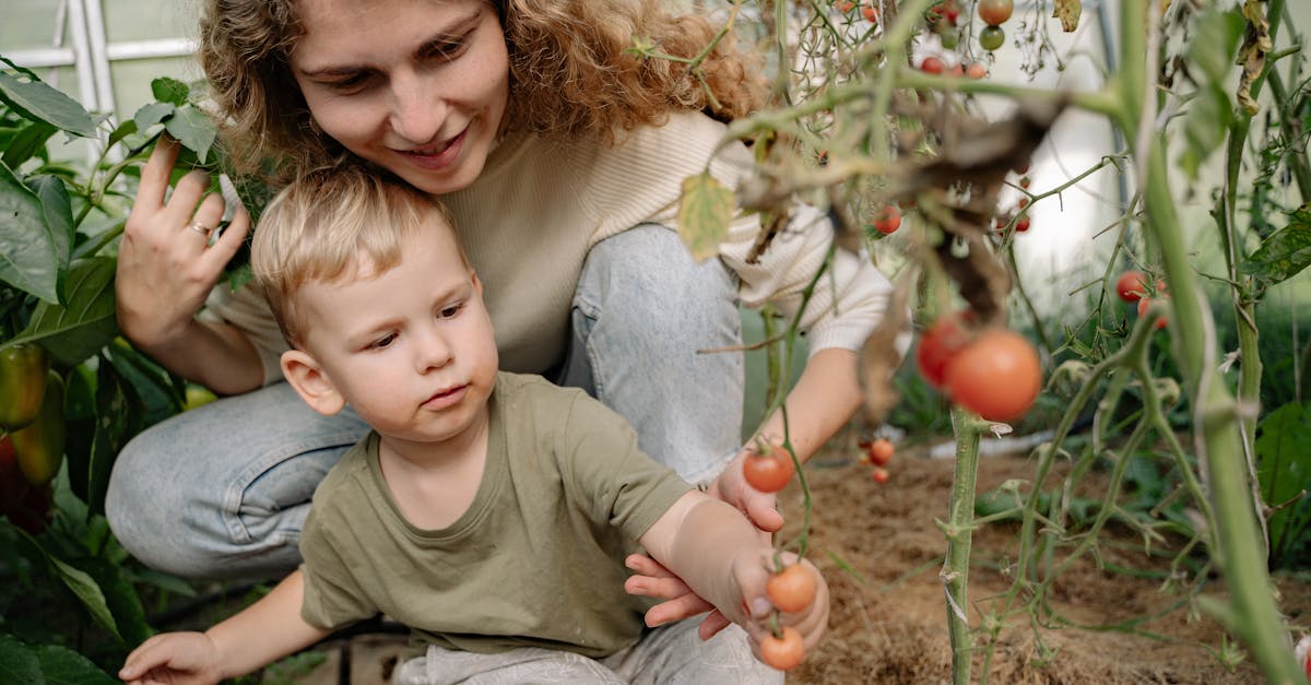 A mother and her young son picking ripe tomatoes together in a lush garden.