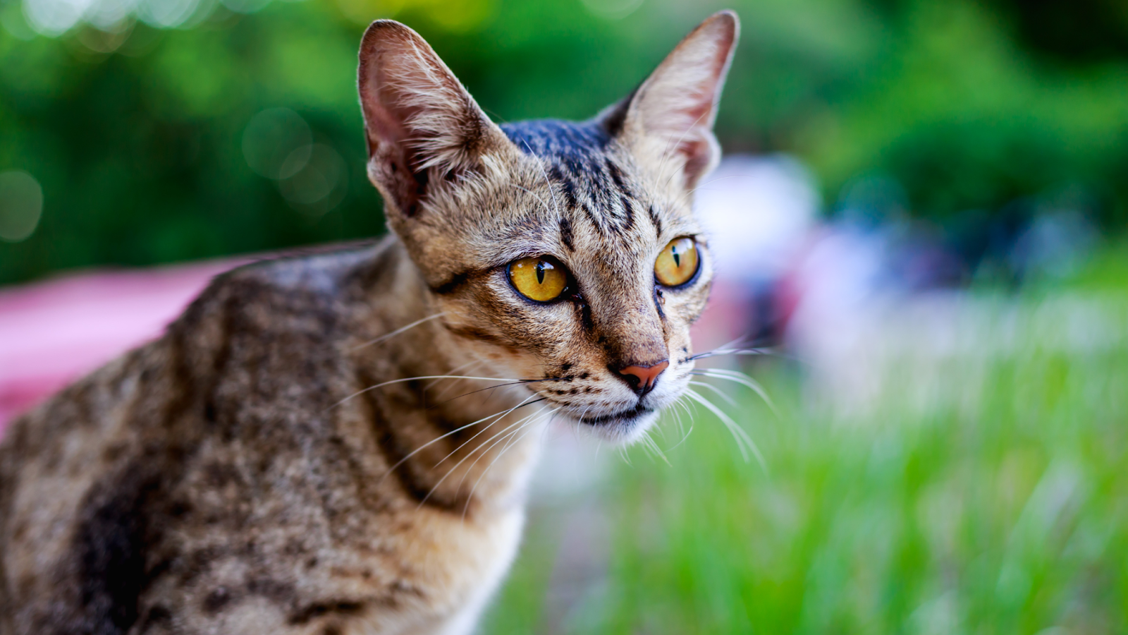 big cat breeds