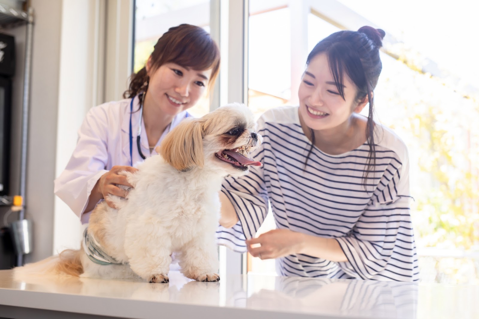 診察台の上で飼い主と獣医師に触られるシーズー