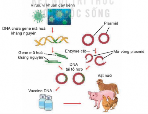 Trình bày ứng dụng công nghệ sinh học trong phòng, trị bệnh cho vật nuôi