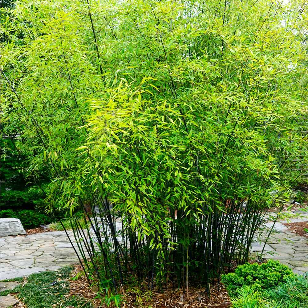 Black Bamboo is a fast-growing plant best suited to warm or tropical climates