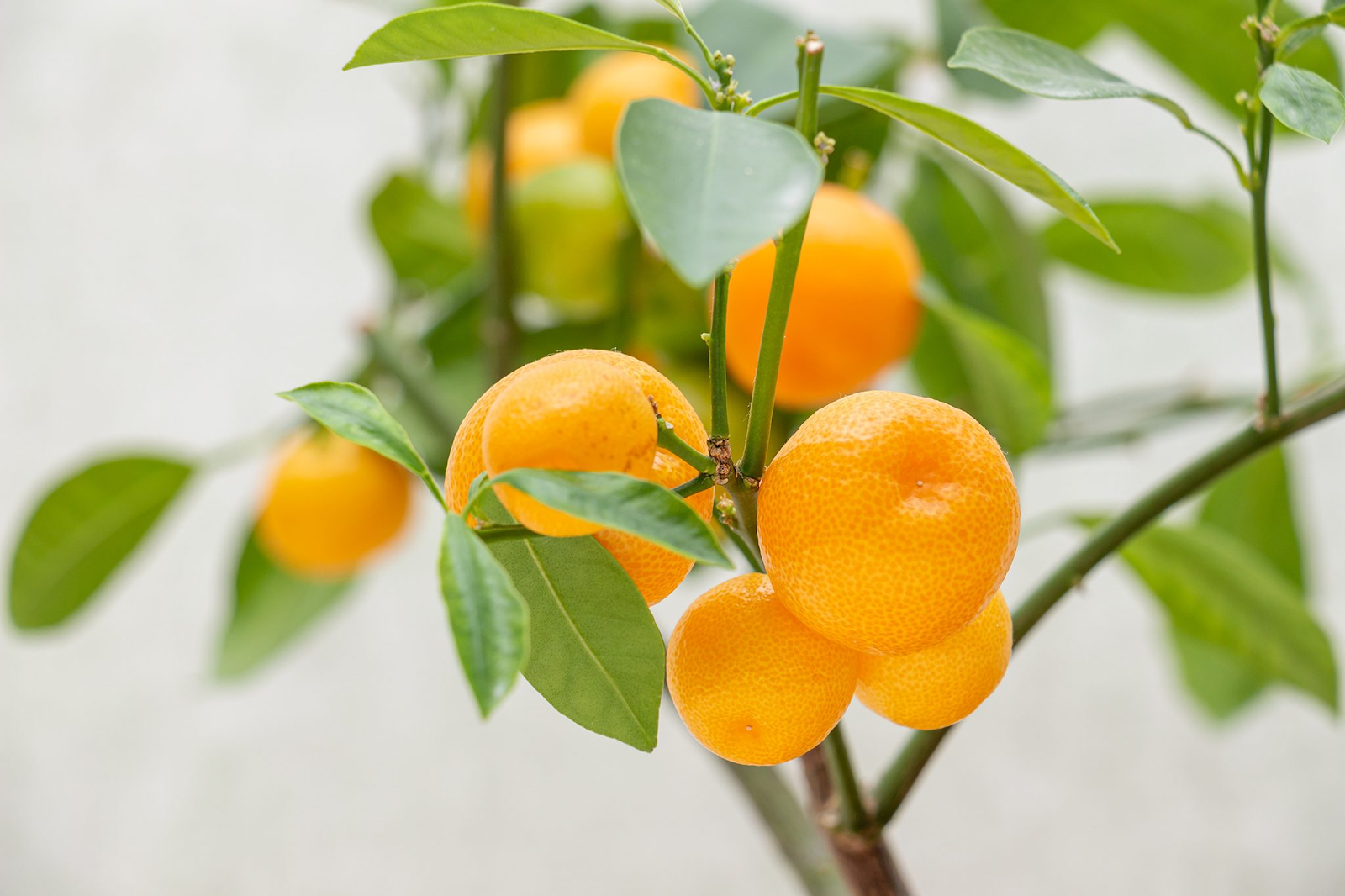 Calamondin tree