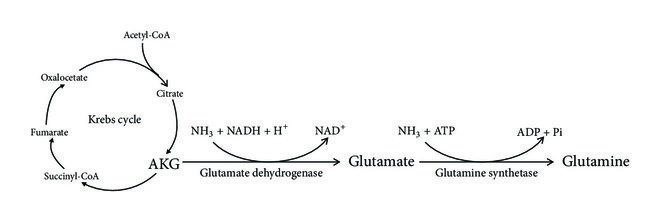 Source: https://www.researchgate.net/figure/The-conversion-of-AKG-into-glutamate-and-glutamine_fig1_323942387
