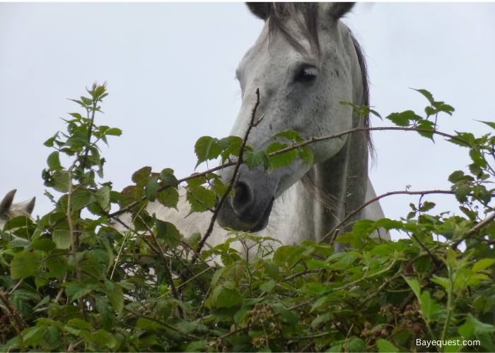 Irish Horse Names