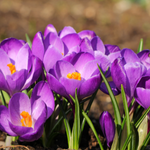 flowers name in kannada language